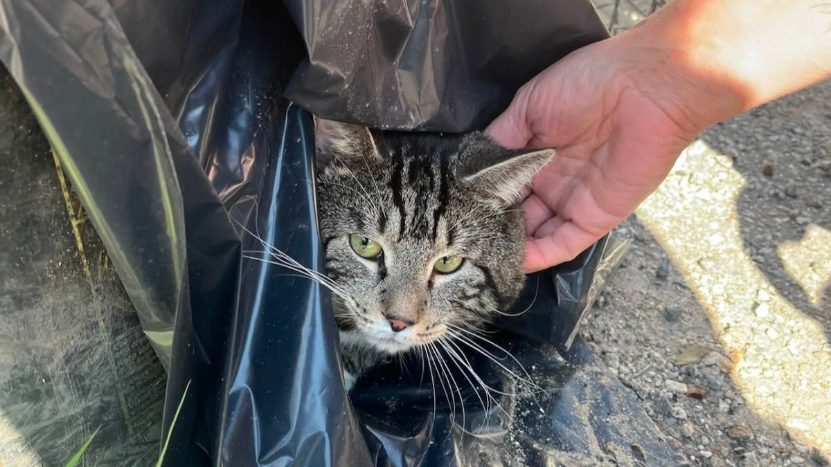Animal Control Seeks Help After Cat Abandoned In Seymour