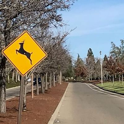 Police Commission OKs Deer Crossing Sign In Derby