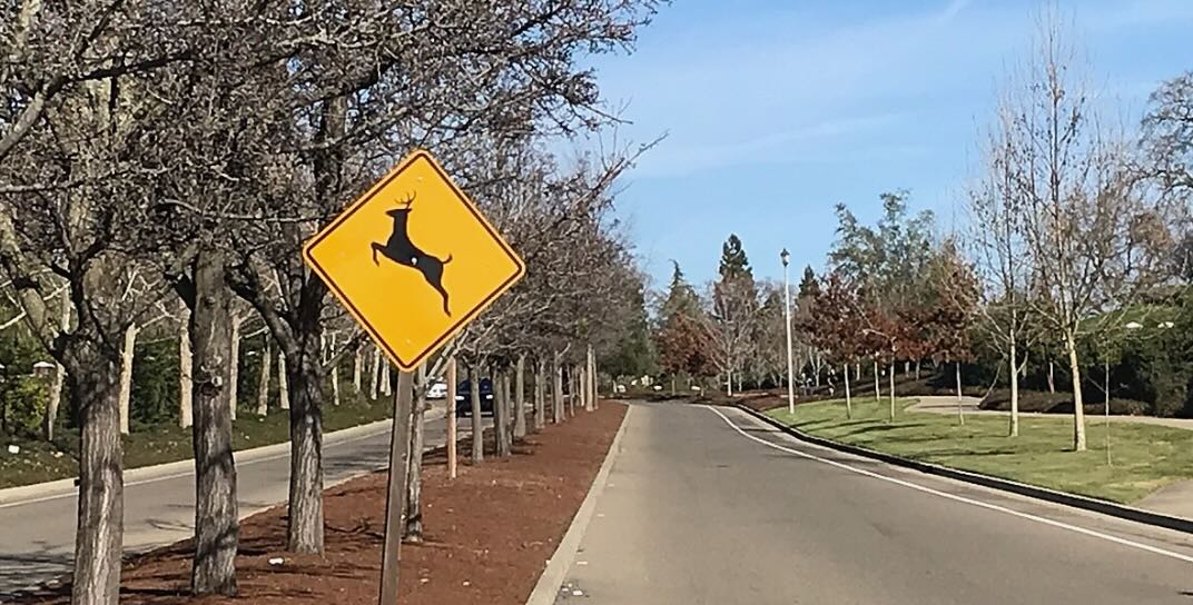 Police Commission OKs Deer Crossing Sign In Derby