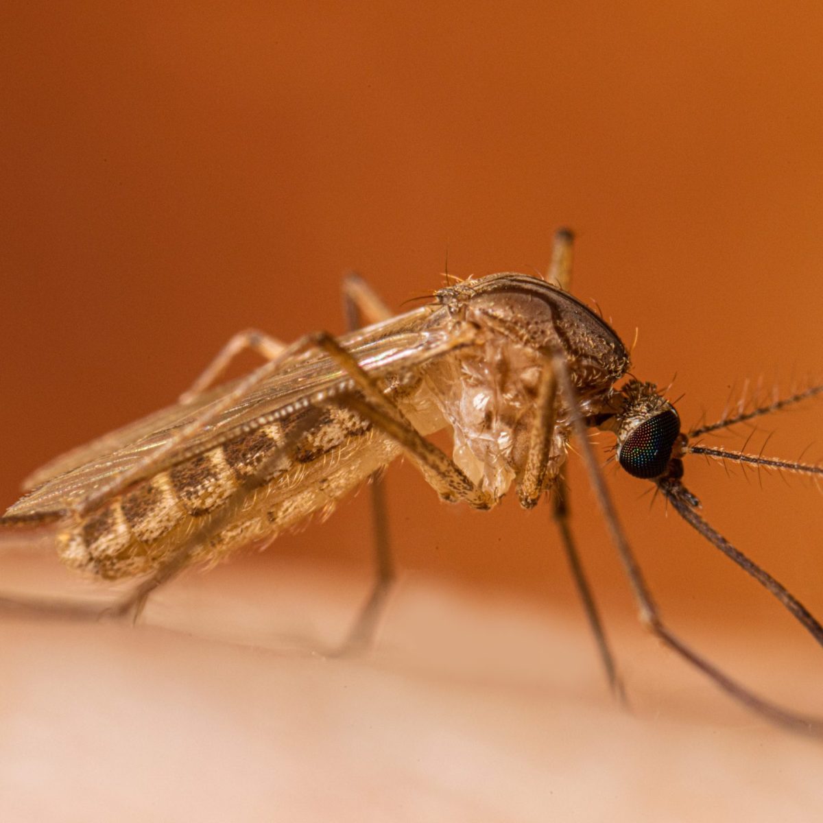 Mosquitoes Test Positive For West Nile Virus In Shelton