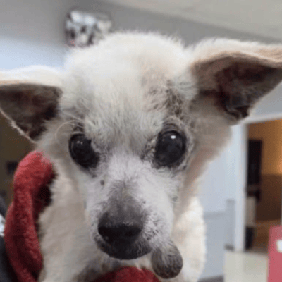 Dog Dumped In Derby, Reward Offered